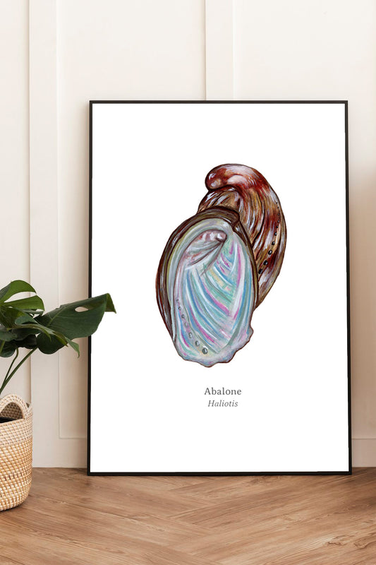 Abalone Fine Art Print