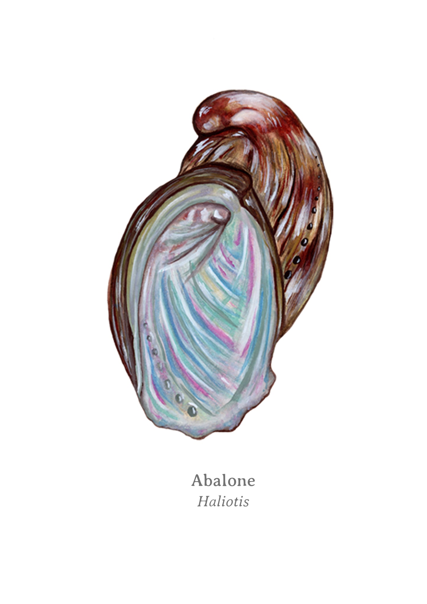 Abalone Fine Art Print