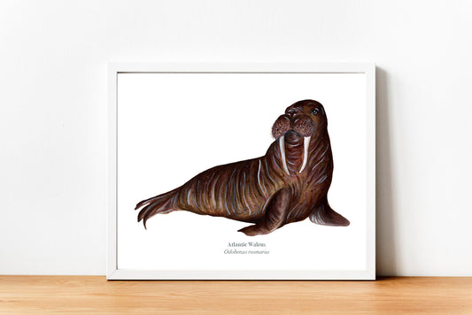 Walrus Fine Art Print