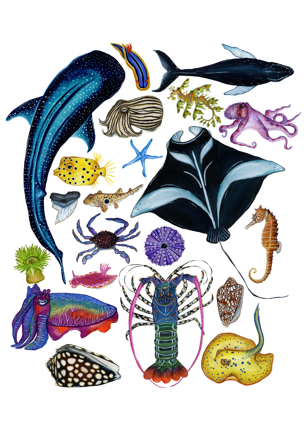 Life Beneath Australian Waters