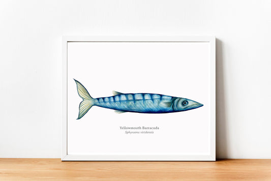 Barracuda Fine Art Print