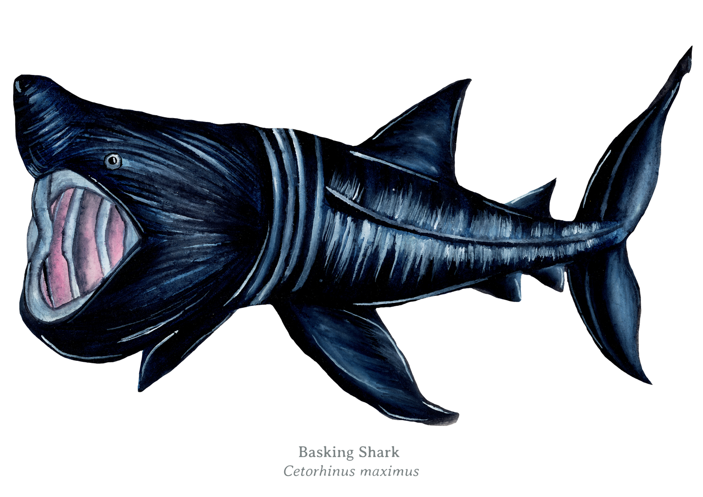Basking Shark Fine Art Print