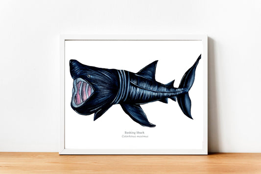 Basking Shark Fine Art Print