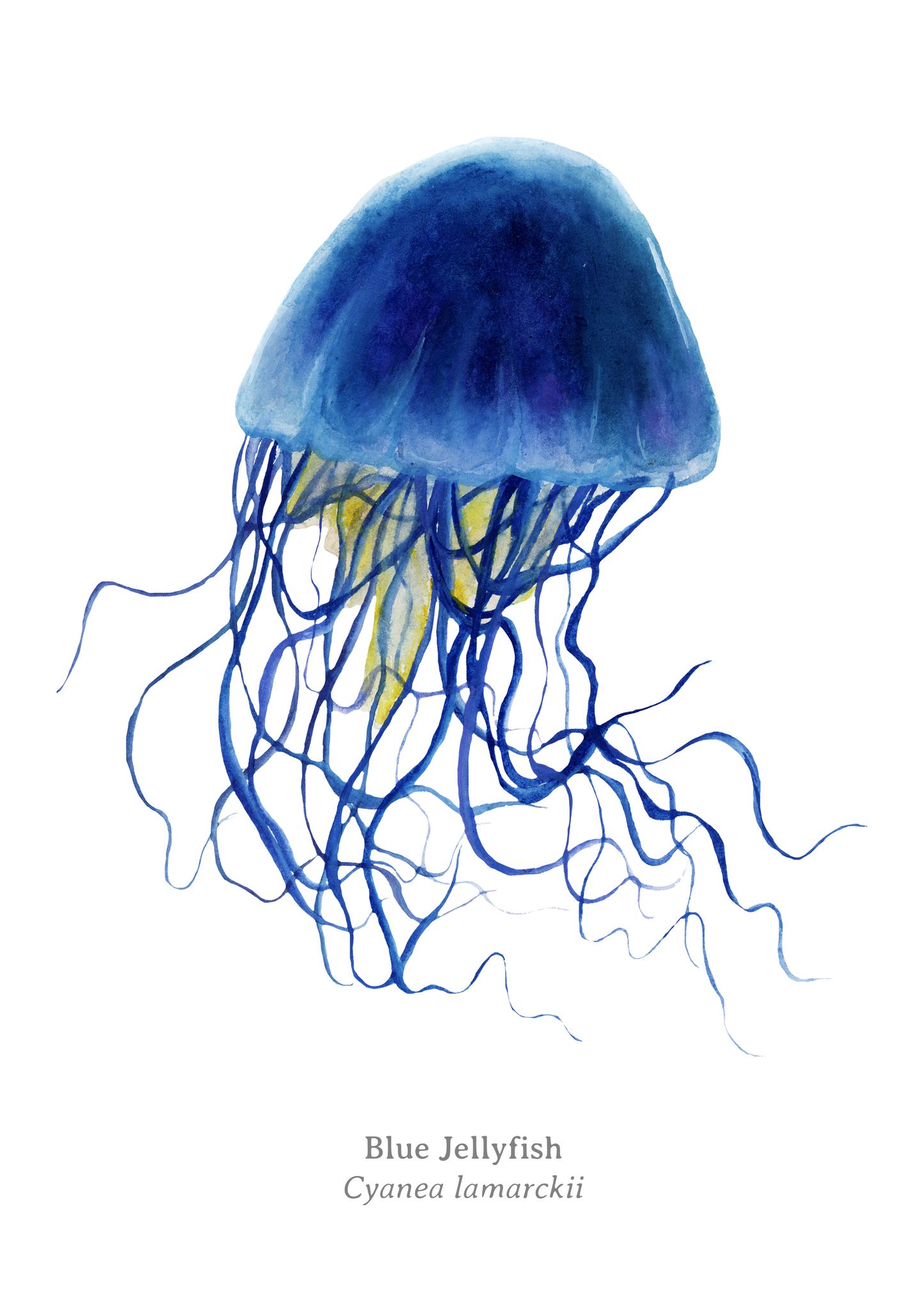 Blue Jellyfish Fine Art Print