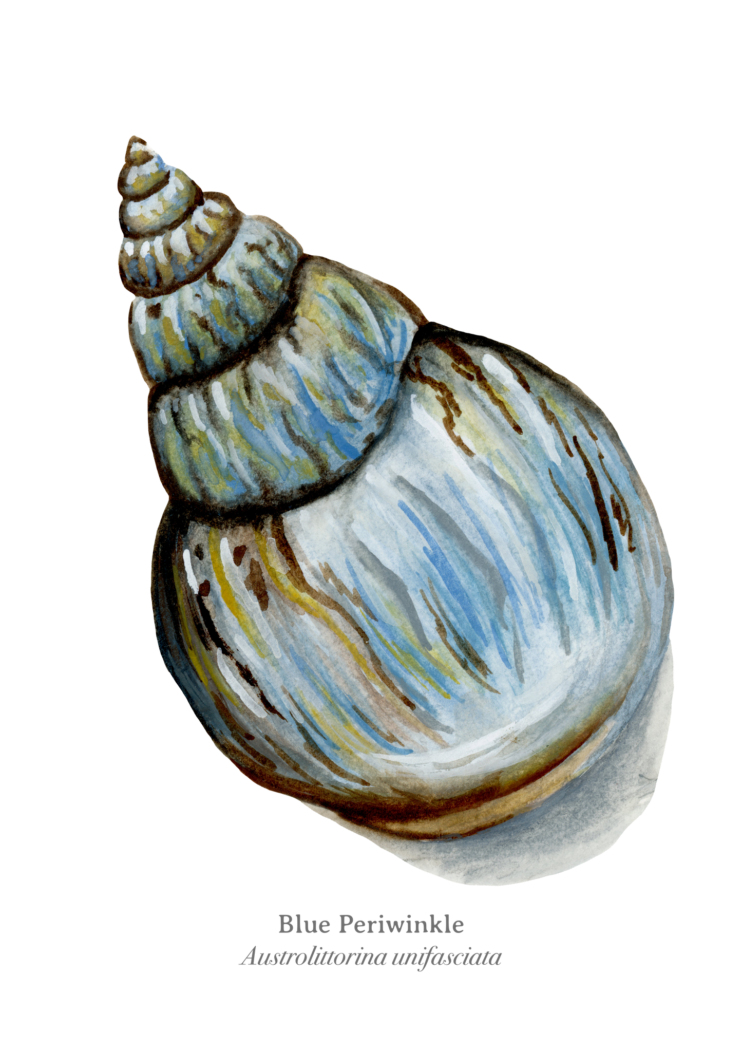 Blue Periwinkle Fine Art Print