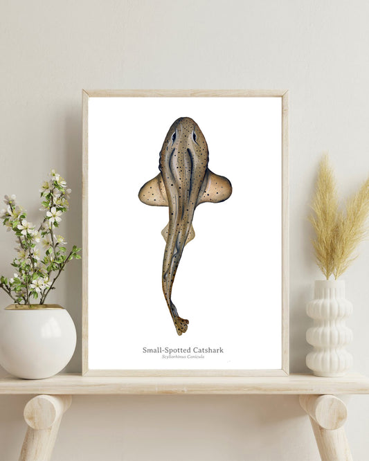 Small Spotted Catshark Fine Art Print