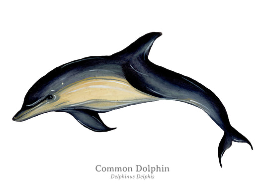 Dolphin Tier