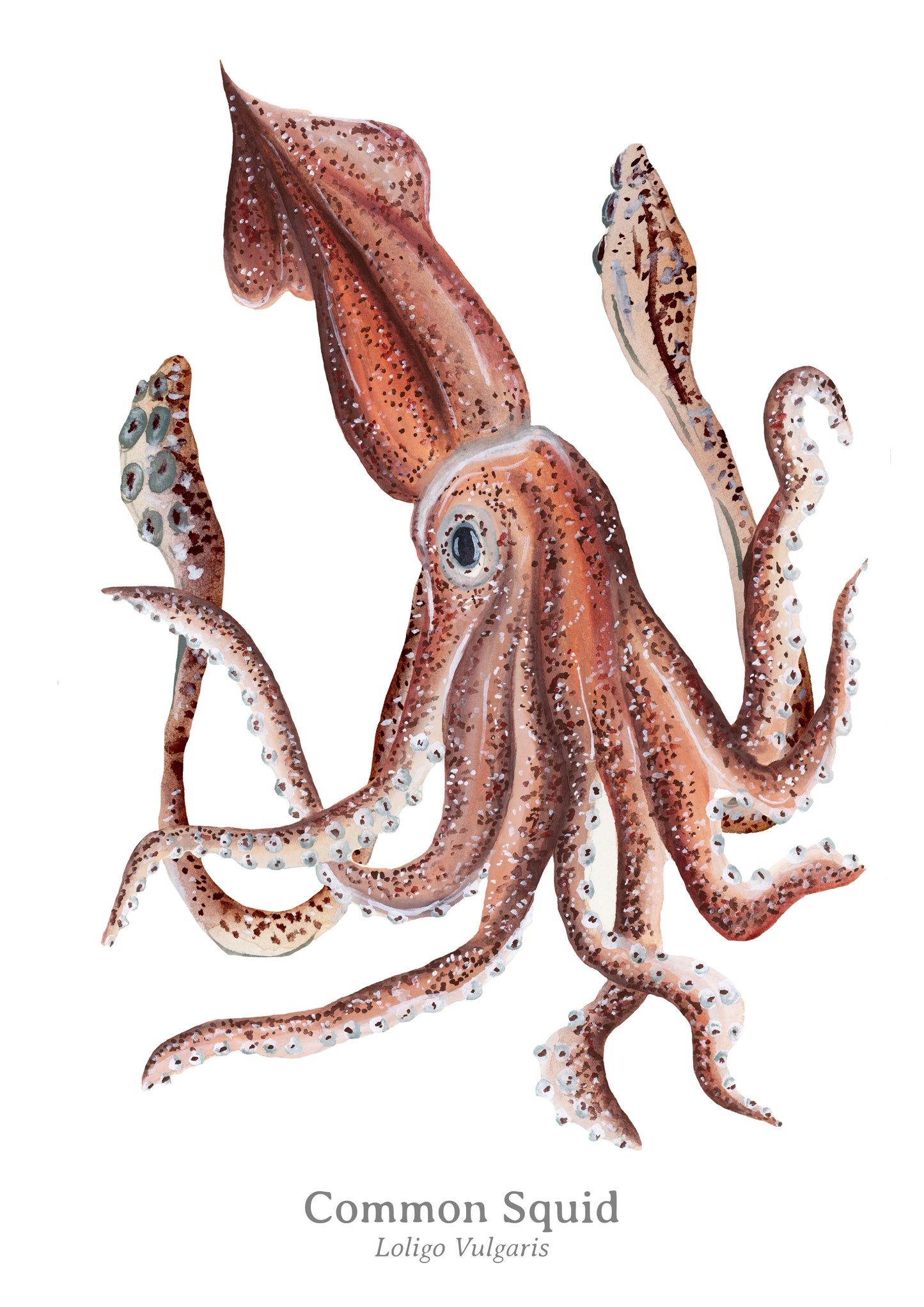 Common Squid Fine Art Print