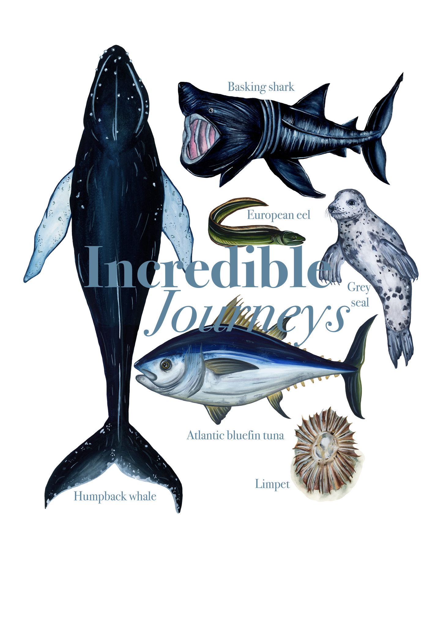 Cornwall Wildlife Trust Incredible Journeys Fine Art Print
