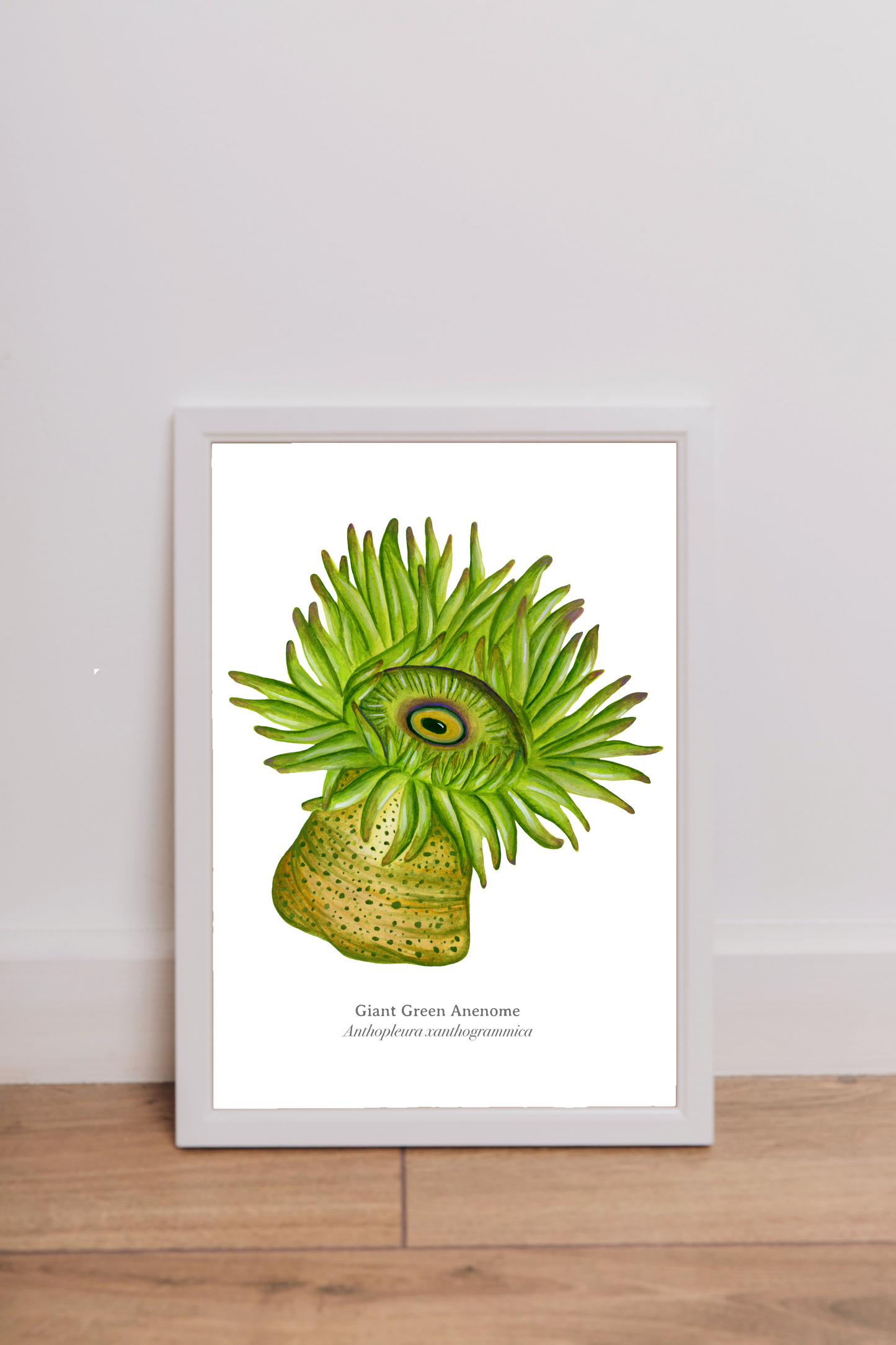 Giant Green Anenome Fine Art Print