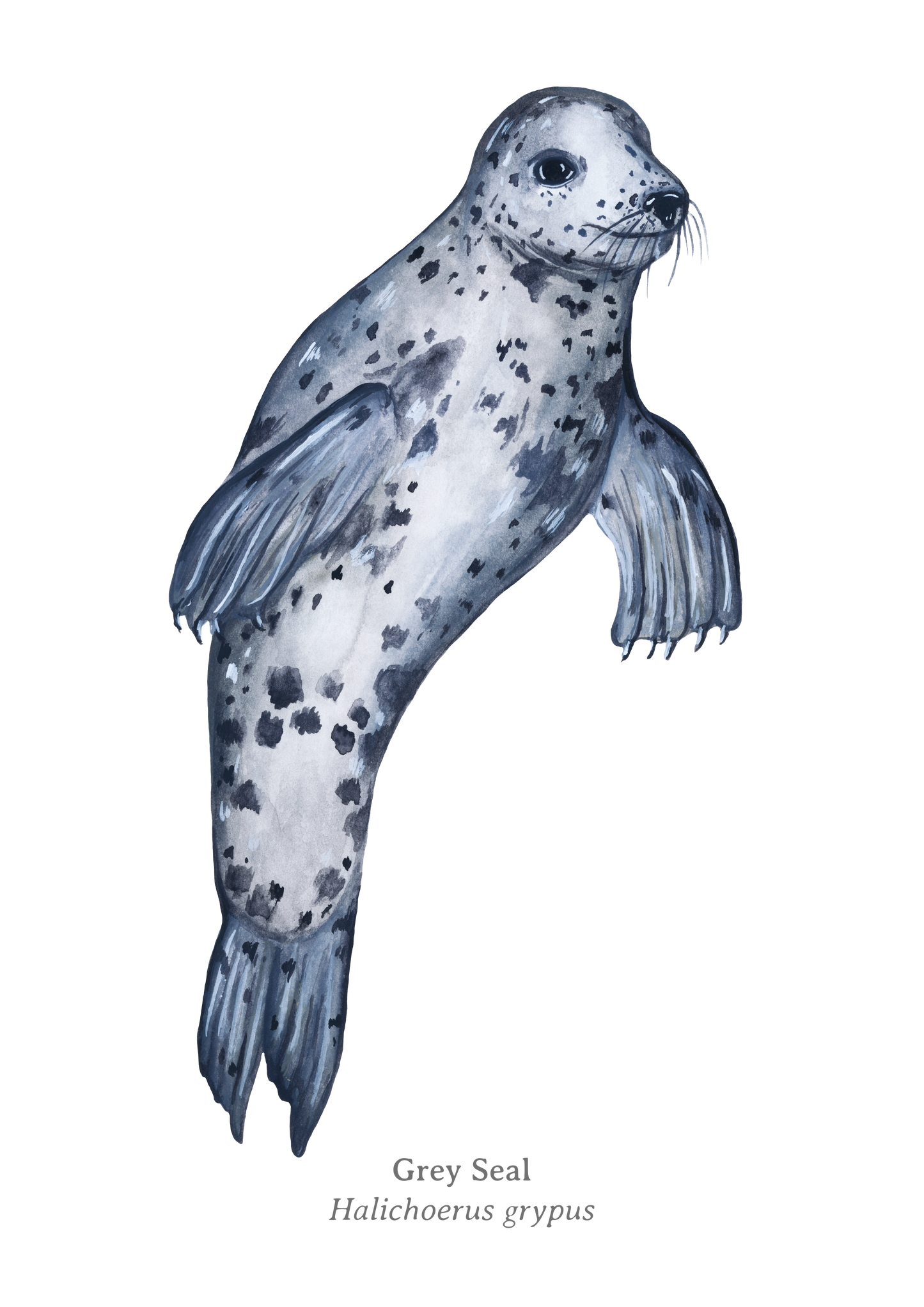 Grey Seal Swimming Fine Art Print