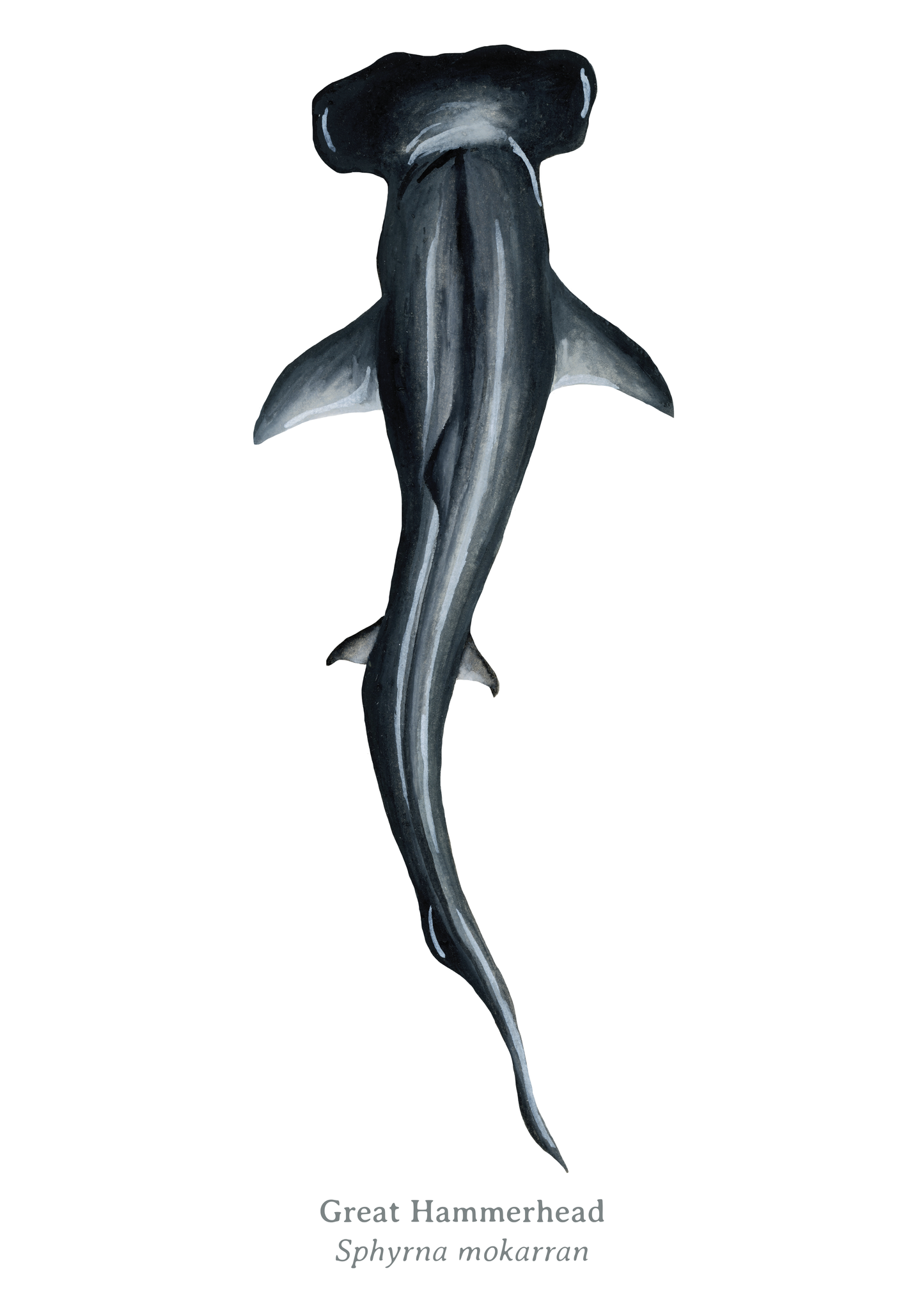 Great Hammerhead Fine Art Print