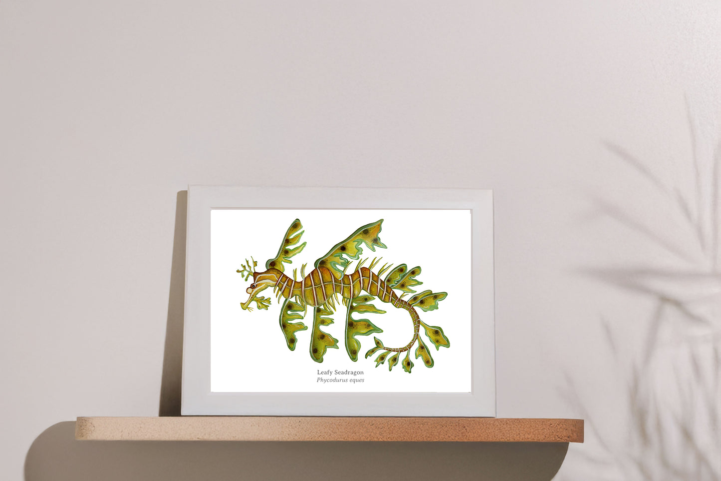 Leafy Seadragon Fine Art Print