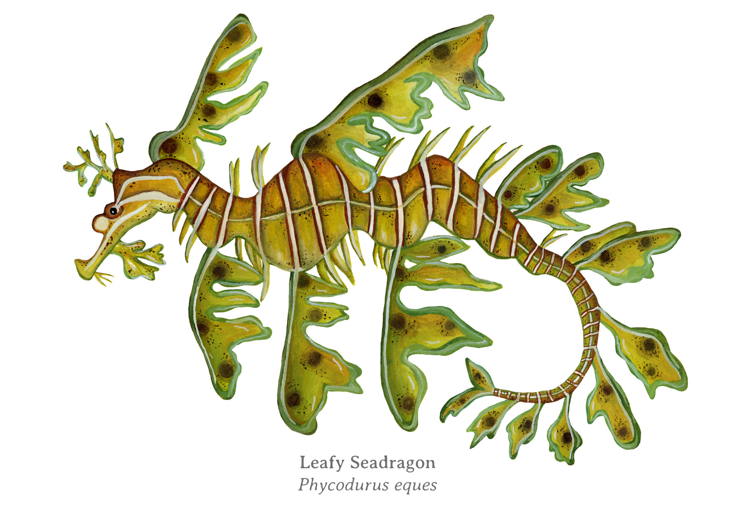 Leafy Seadragon Fine Art Print