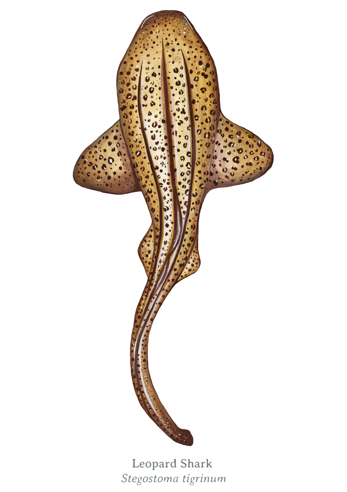 Leopard Shark Fine Art Print