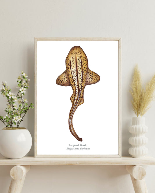 Leopard Shark Fine Art Print