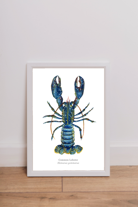 Common Lobster Fine Art Print