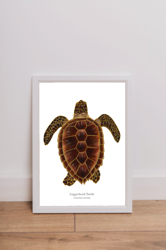 Loggerhead Turtle Fine Art Print