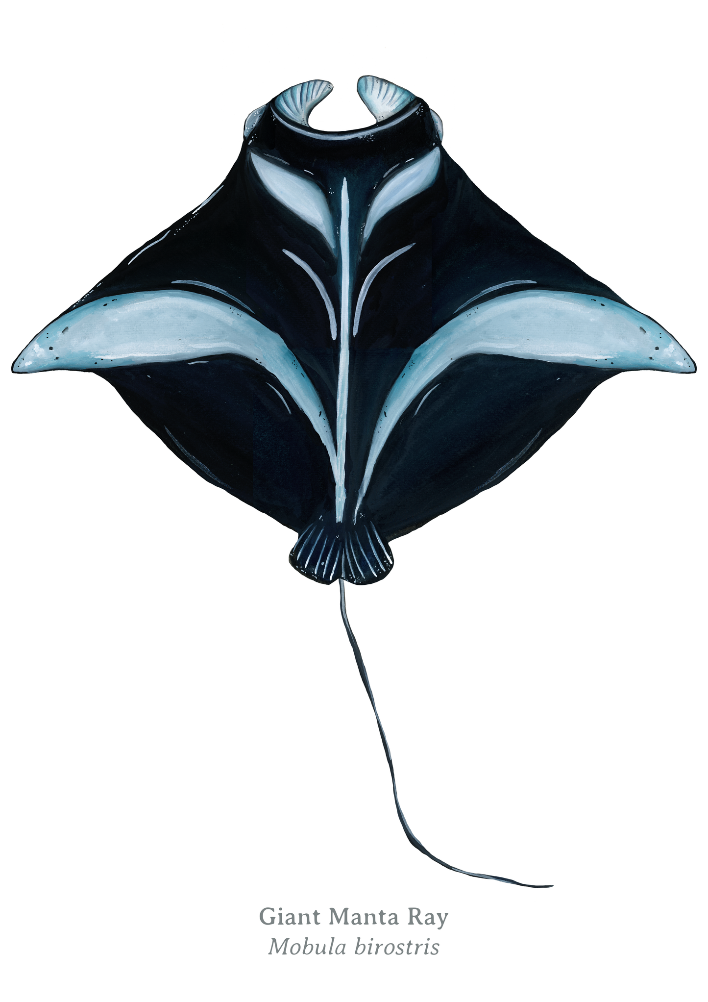 Manta Ray Fine Art Print
