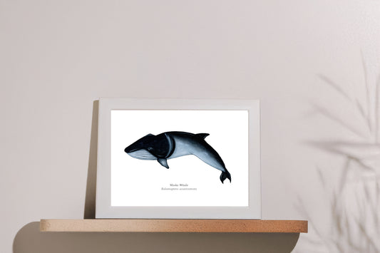 Minke Whale Fine Art Print