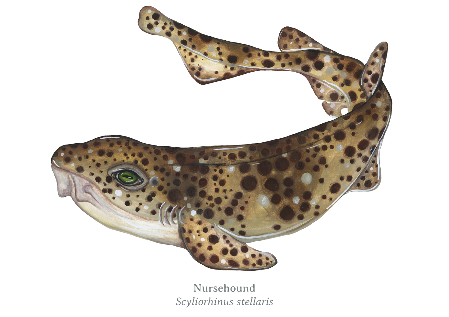 Nursehound Fine Art Print