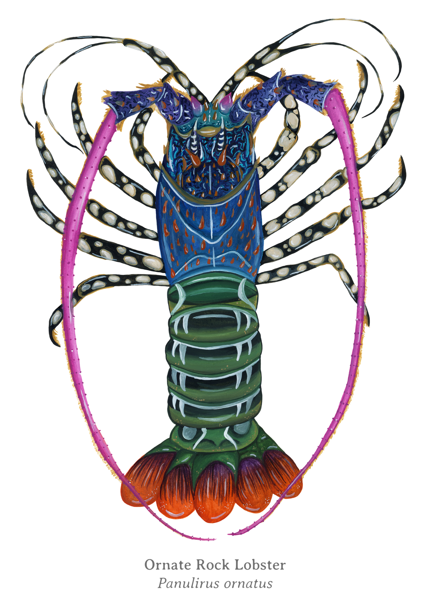 Ornate Rock Lobster Fine Art Print