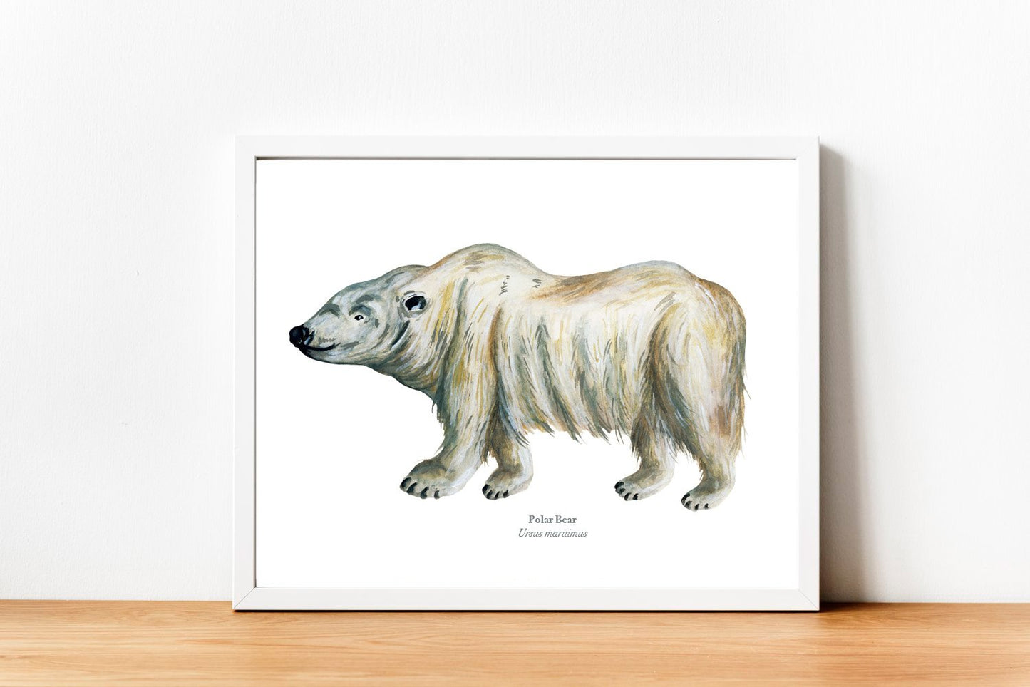 Polar Bear  Fine Art Print