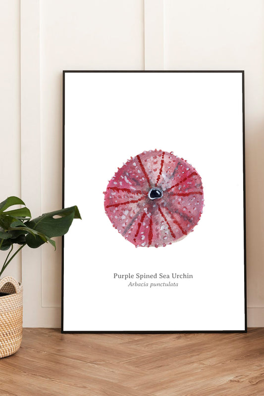 Purple Spined Sea Urchin Fine Art Print