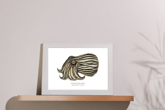 Striped Pyjama Squid Fine Art Print