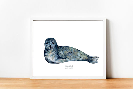 Ringed Seal Fine Art Print