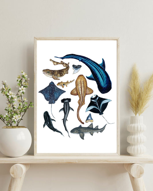 Sharks of the World Fine Art Print