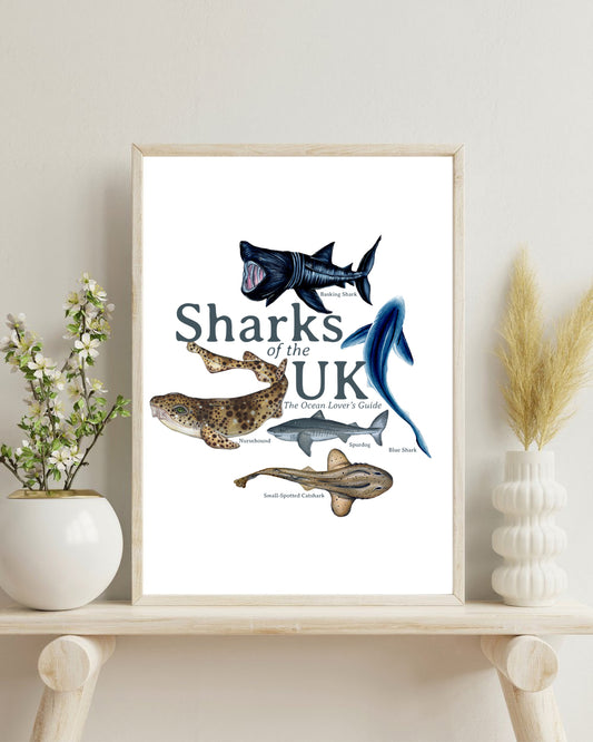 Sharks of the UK Fine Art Print