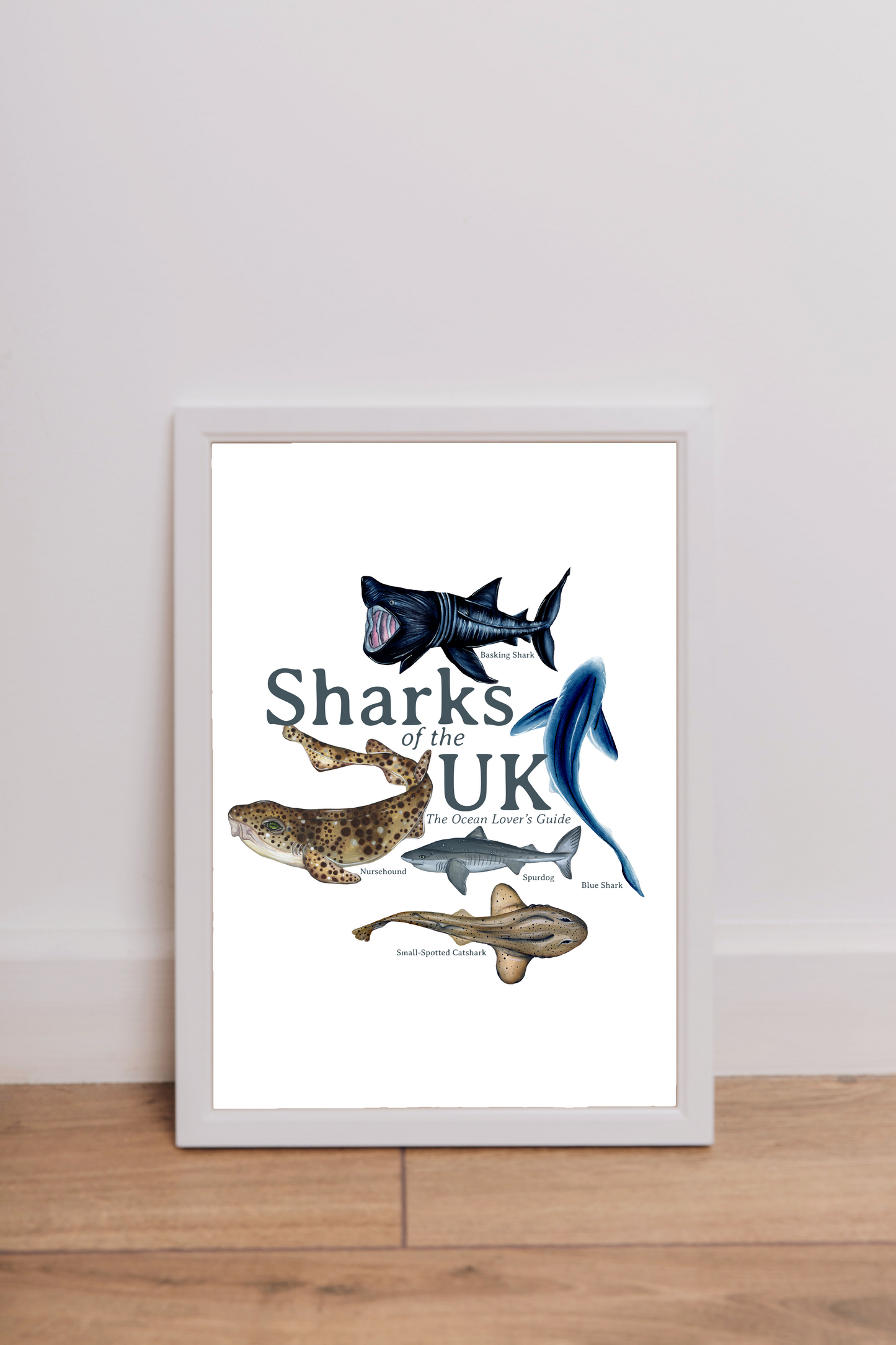 Sharks of the UK Fine Art Print