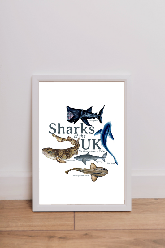 Sharks of the UK Fine Art Print