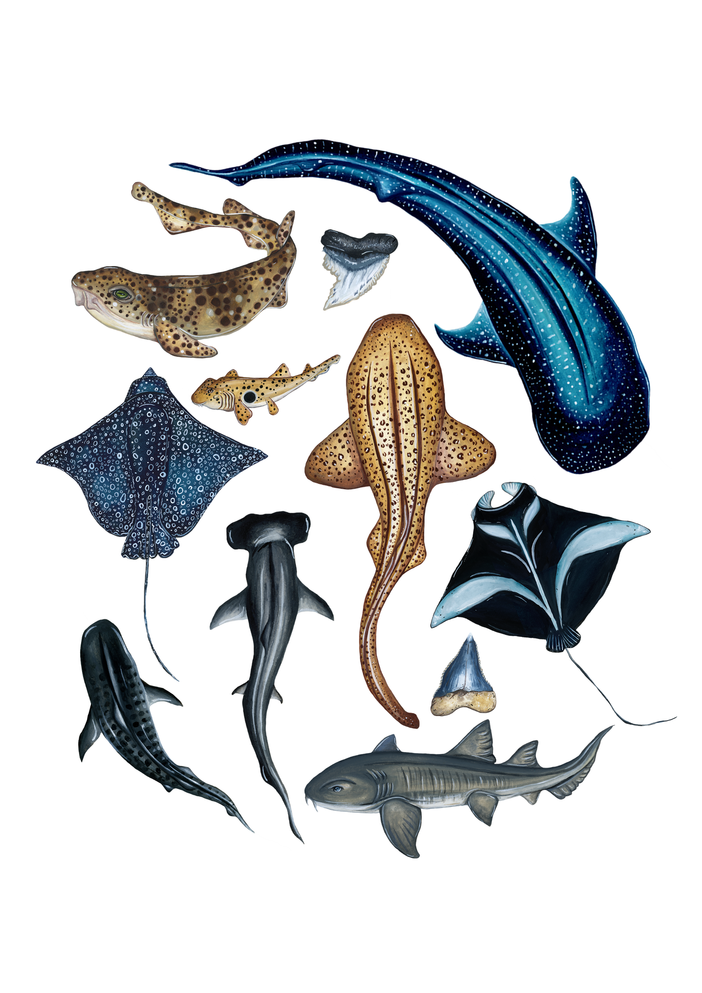 Sharks of the World Fine Art Print