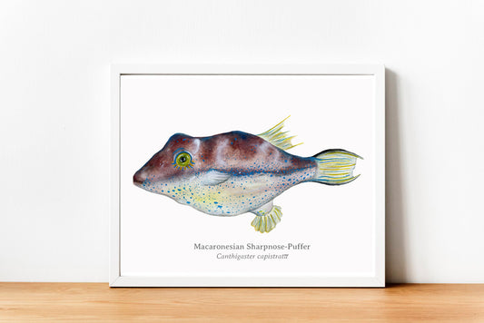 Macaronesian Sharpnose-Puffer