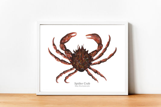 Spider Crab Fine Art Print