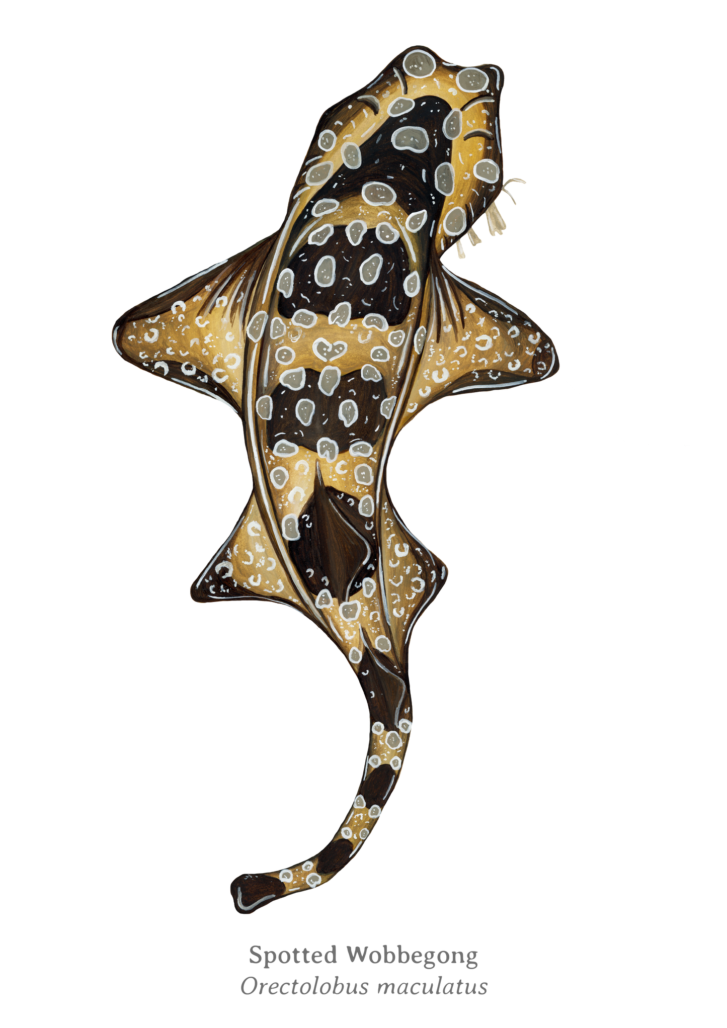 Spotted Wobbegong Fine Art Print