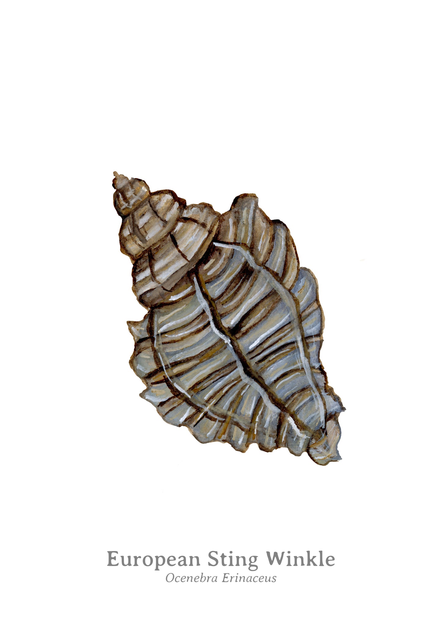 Sting Winkle Fine Art Print