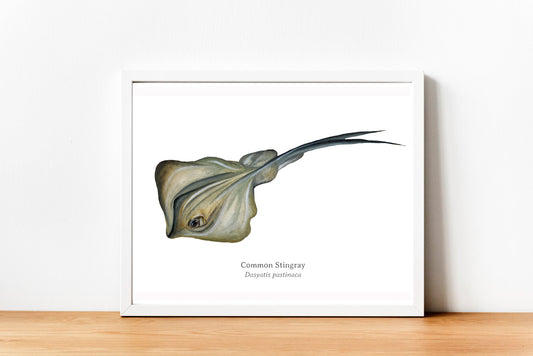 Common Stingray Fine Art Print