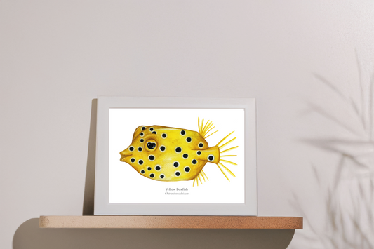 Yellow Boxfish Fine Art Print