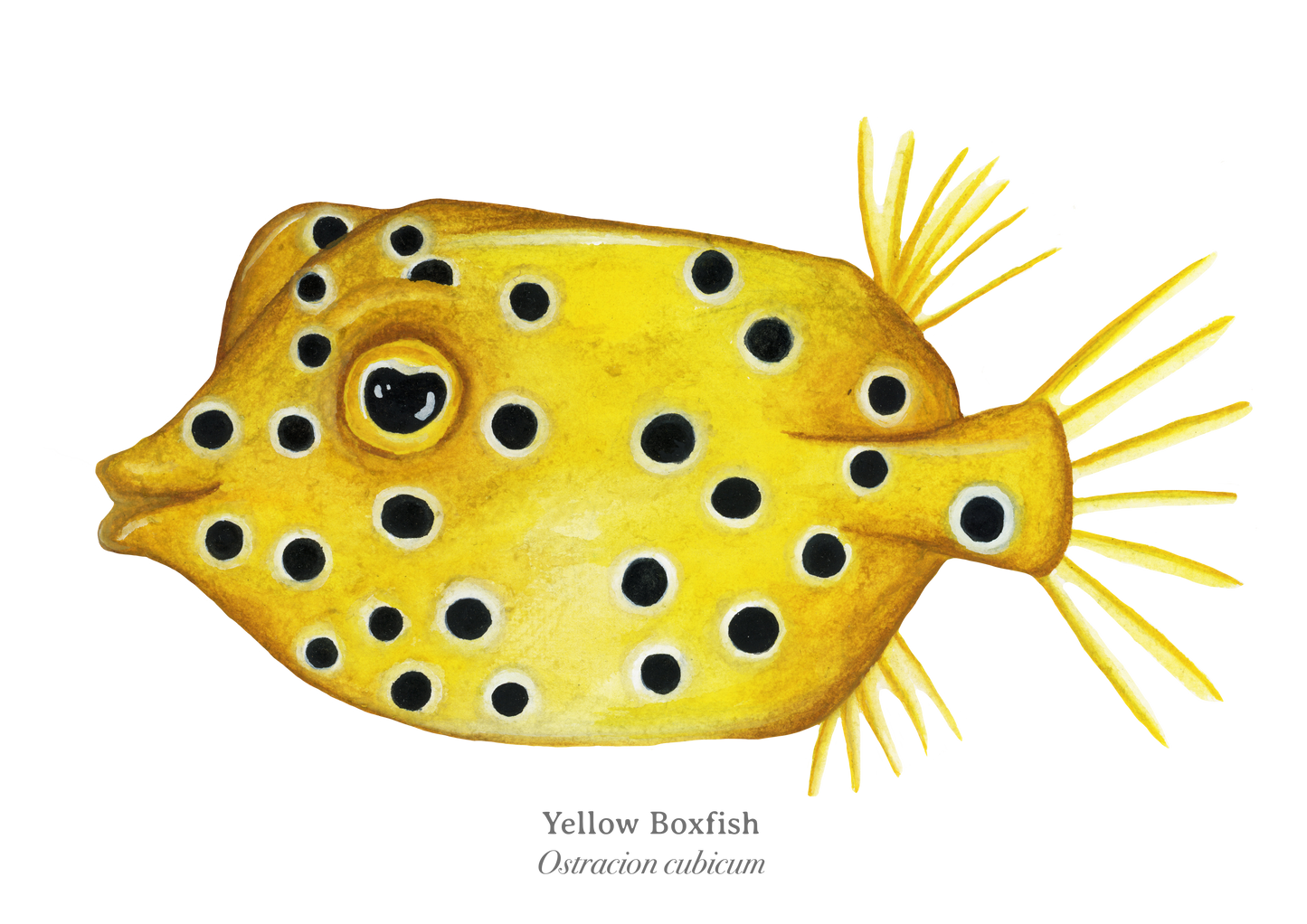 Yellow Boxfish Fine Art Print